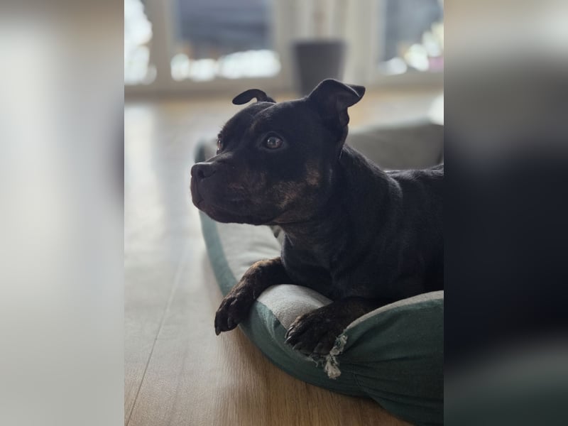 Staffordshire Bullterrier Hündin
