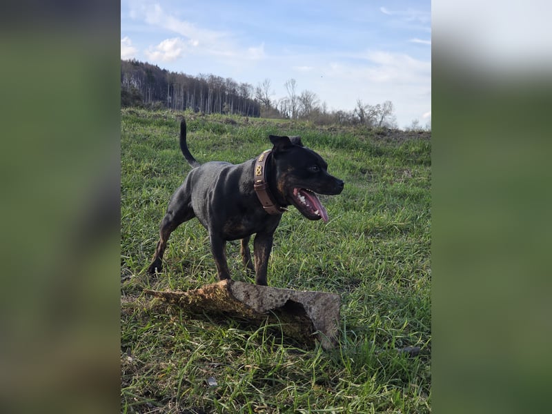 Staffordshire Bullterrier Hündin