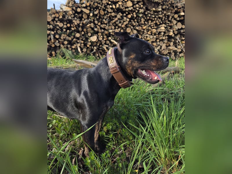 Staffordshire Bullterrier Hündin