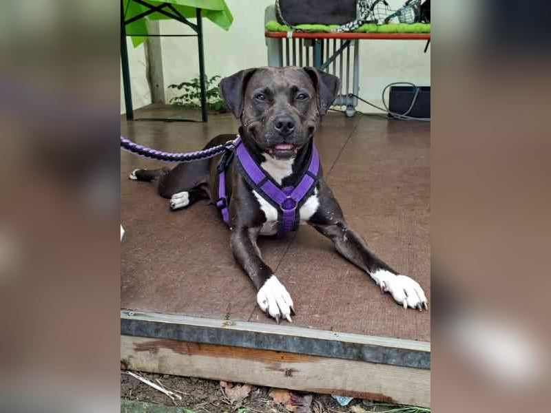 Malika, Staffordshire Terrier, geb. 2021, ein zauberhaftes und umweltsicheres Mädel