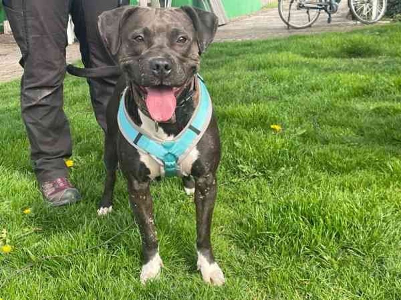 Malika, Staffordshire Terrier, geb. 2021, ein zauberhaftes und umweltsicheres Mädel