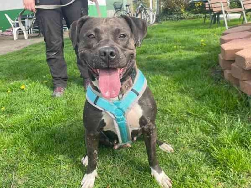 Malika, Staffordshire Terrier, geb. 2021, ein zauberhaftes und umweltsicheres Mädel