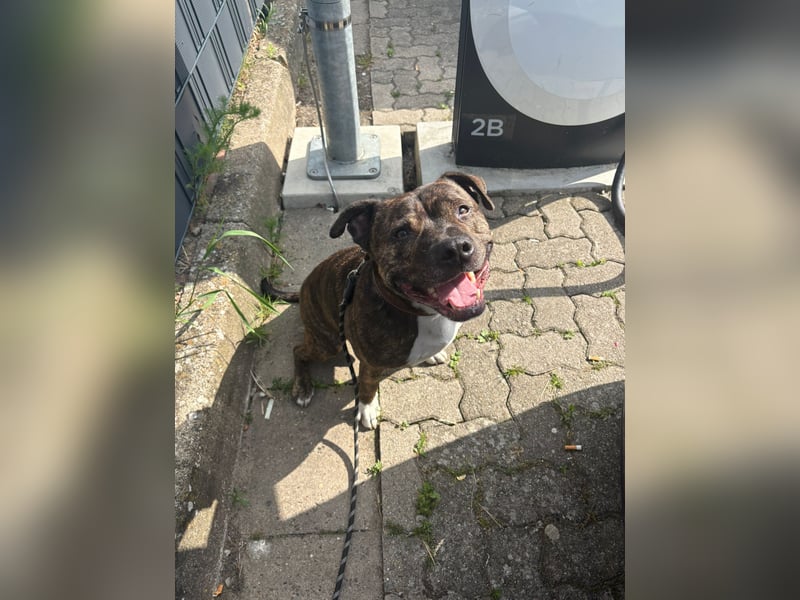 Liebevollen Staffordshire Bullterrier abzugeben