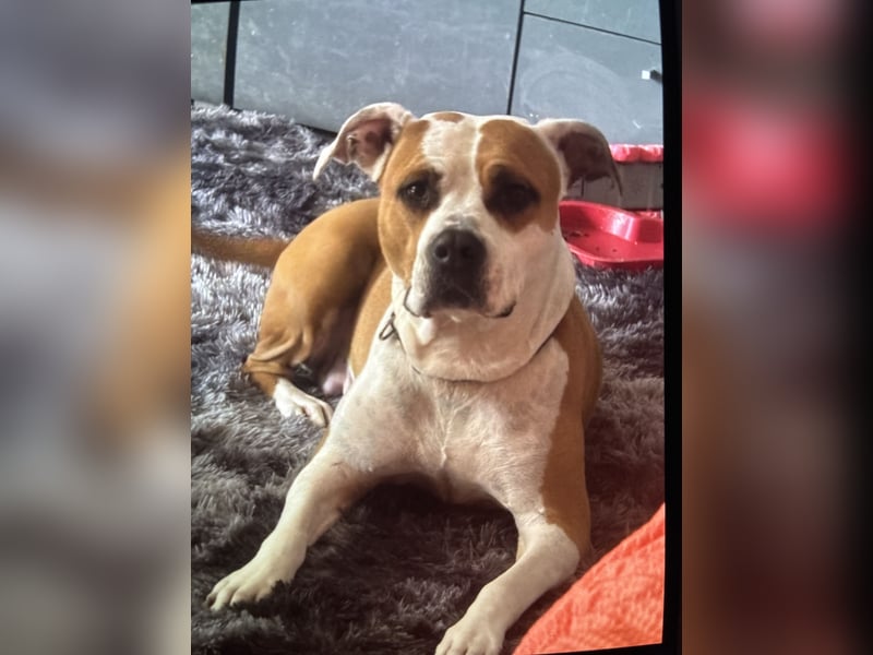 Staffordbullterrier Hündin