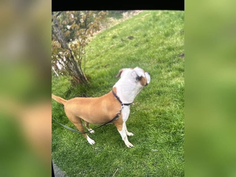 Staffordbullterrier Hündin