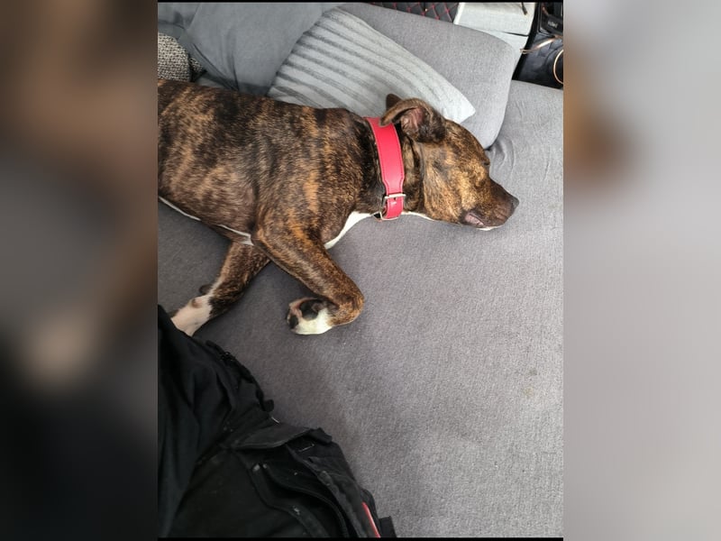 Liebevollen Staffordshire Bullterrier abzugeben