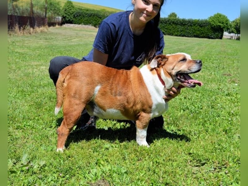 Nubio - ein Herzenshund für Liebhaber