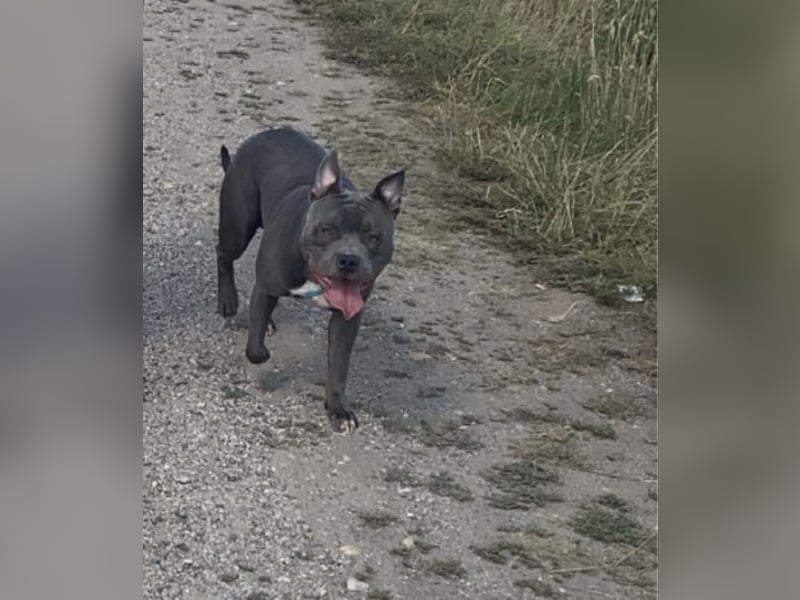 Staffordshire Terrier mix