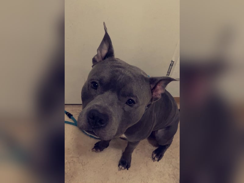 Staffordshire Terrier mix