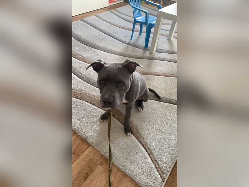 Staffordshire Terrier mix
