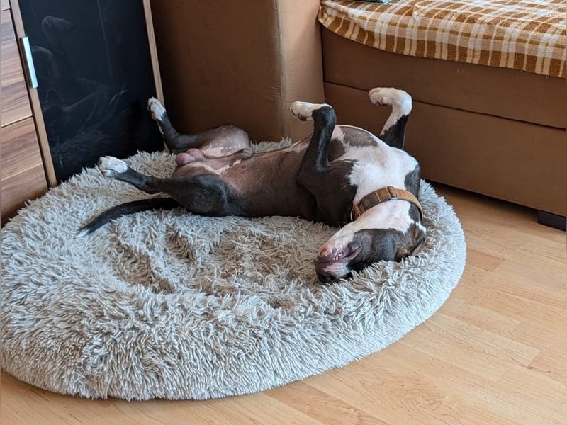 Bene, Staffordshire Terrier, geb. 2025, su. aktive Menschen, gerne mit Rasseerfahrung