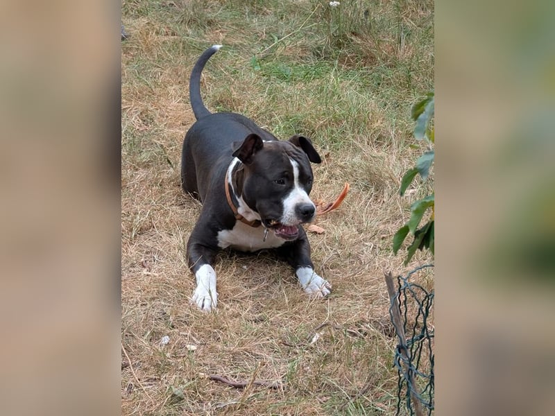 Bene, Staffordshire Terrier, geb. 2025, su. aktive Menschen, gerne mit Rasseerfahrung