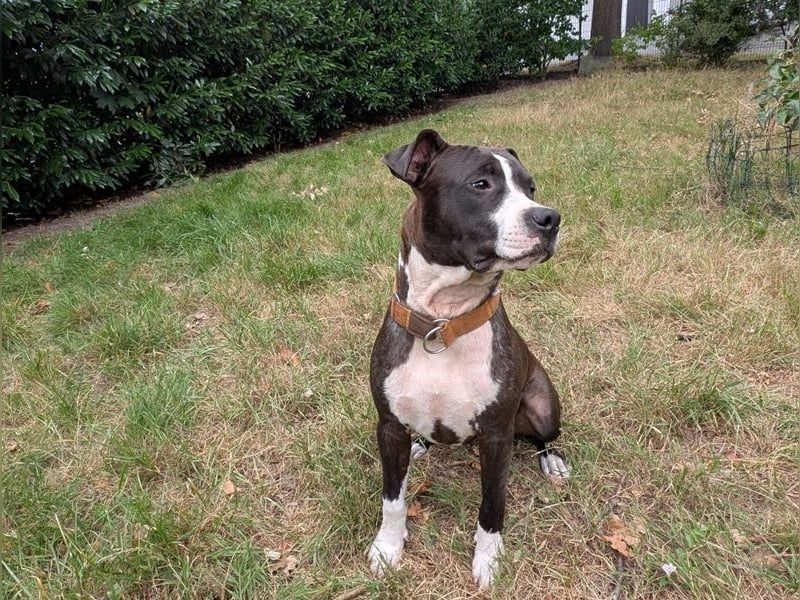 Bene, Staffordshire Terrier, geb. 2025, su. aktive Menschen, gerne mit Rasseerfahrung