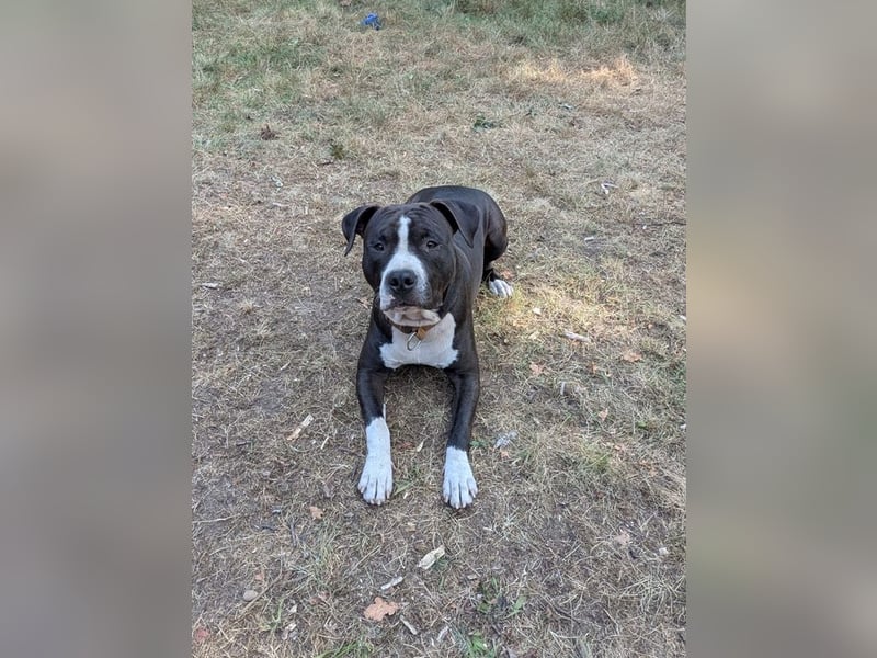 Bene, Staffordshire Terrier, geb. 2025, su. aktive Menschen, gerne mit Rasseerfahrung