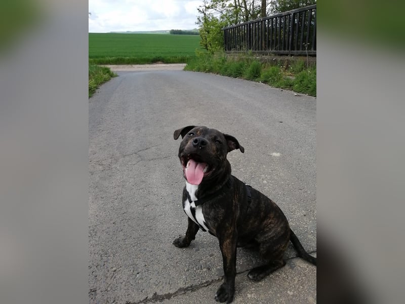 Staffordshire Bull Terrier