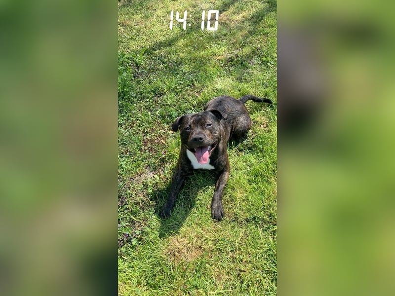 Staffordshire Bull Terrier