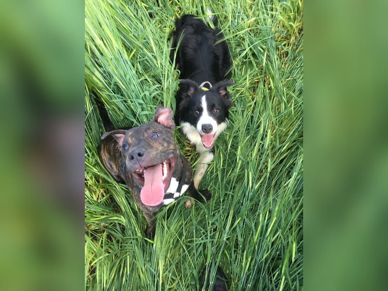 Staffordshire Bull Terrier