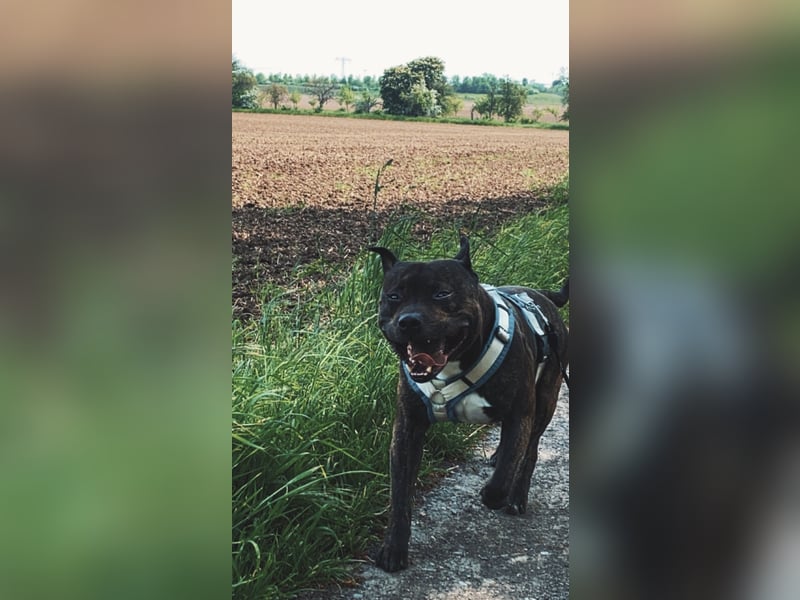Staffordshire Bull Terrier
