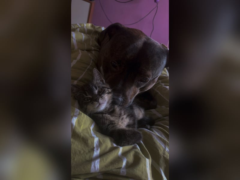 Staffordshire Bull Terrier