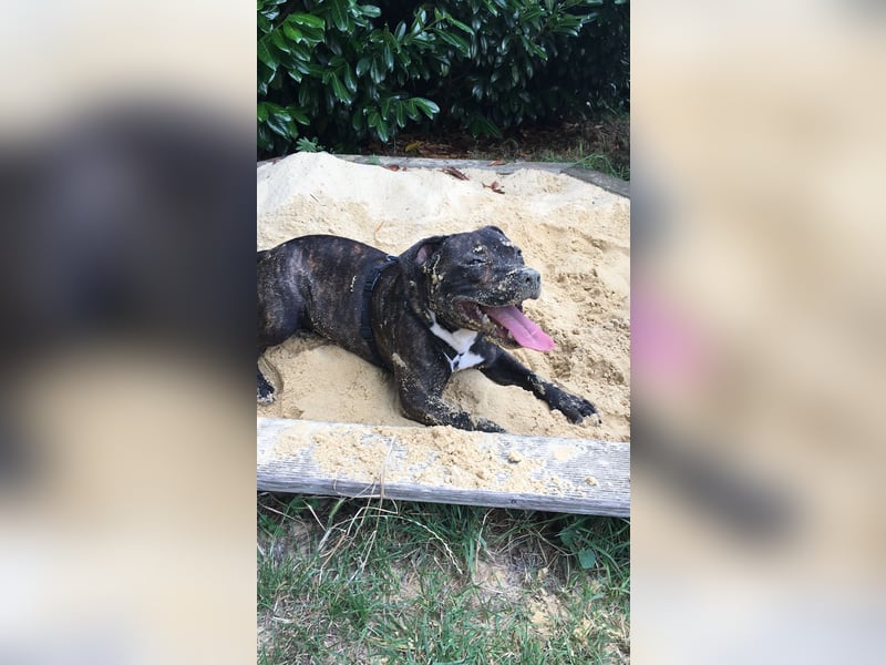Staffordshire Bull Terrier