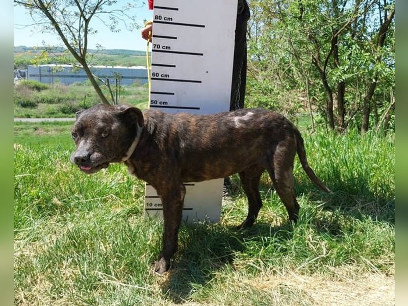 Ludwig 2, Staffordshire Terrier Mischling