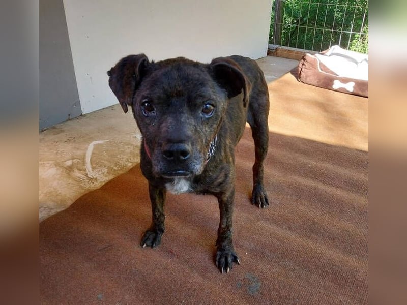 Ludwig 2, Staffordshire Terrier Mischling