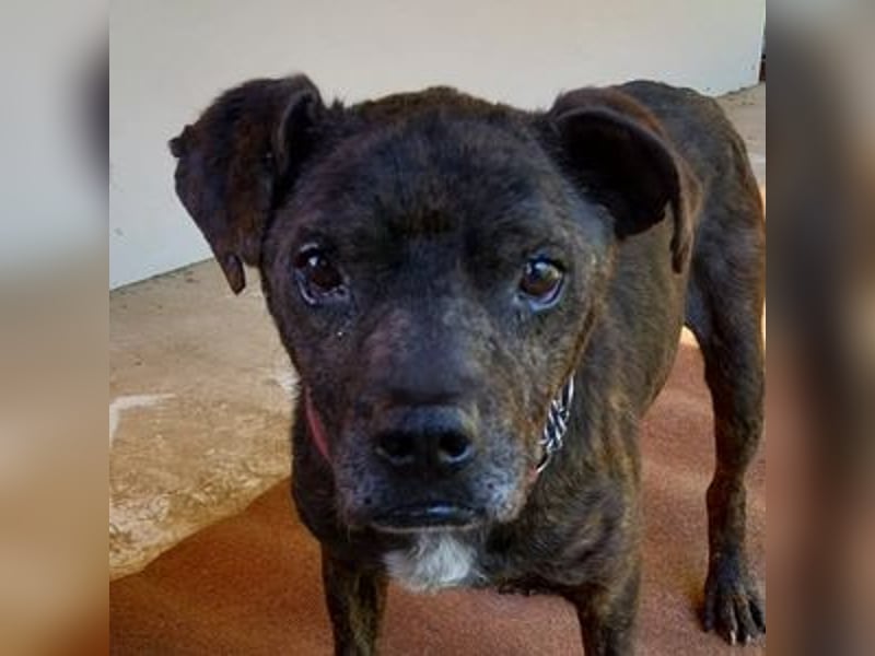 Ludwig 2, Staffordshire Terrier Mischling