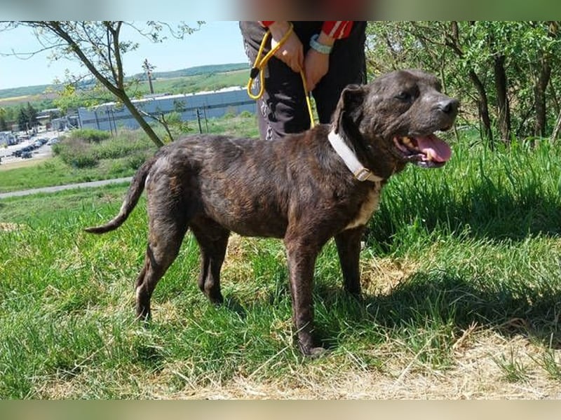 Ludwig 2, Staffordshire Terrier Mischling