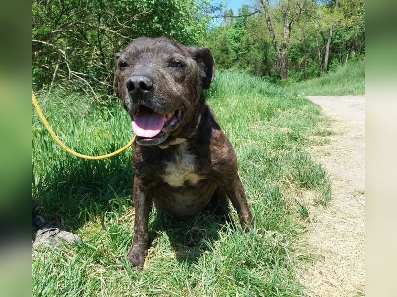 Ludwig 2, Staffordshire Terrier Mischling