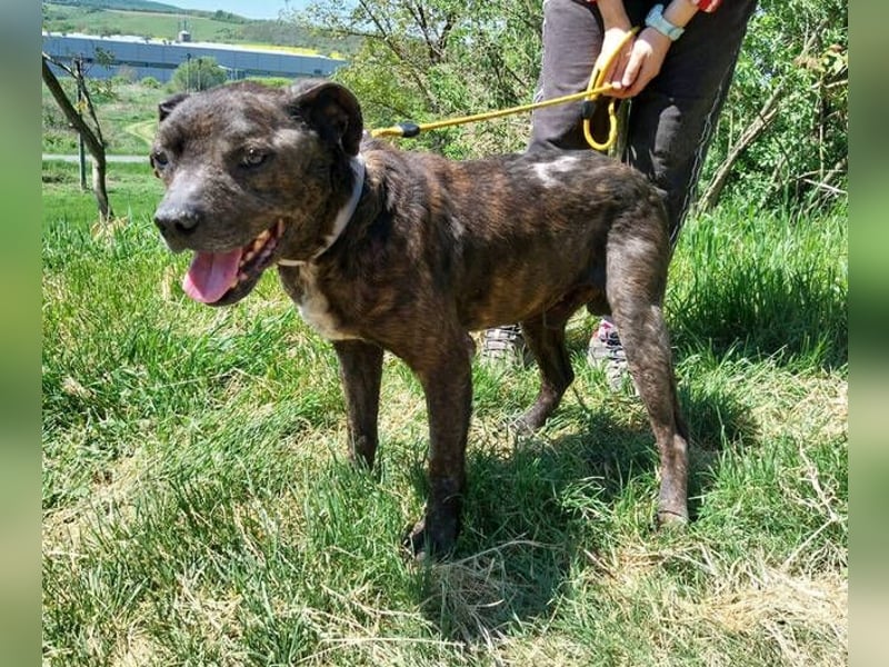 Ludwig 2, Staffordshire Terrier Mischling
