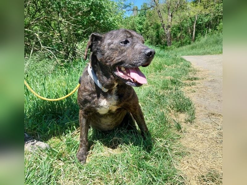 Ludwig 2, Staffordshire Terrier Mischling