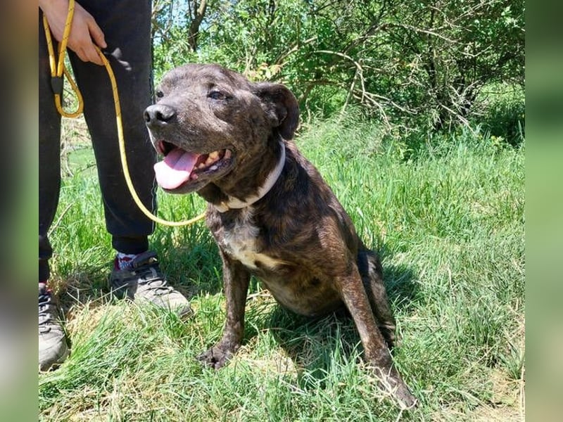 Ludwig 2, Staffordshire Terrier Mischling