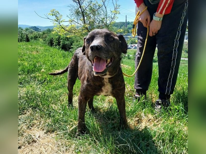 Ludwig 2, Staffordshire Terrier Mischling