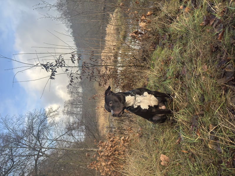 Staffordshire Bull Terrier Erfahrene Deckrüde