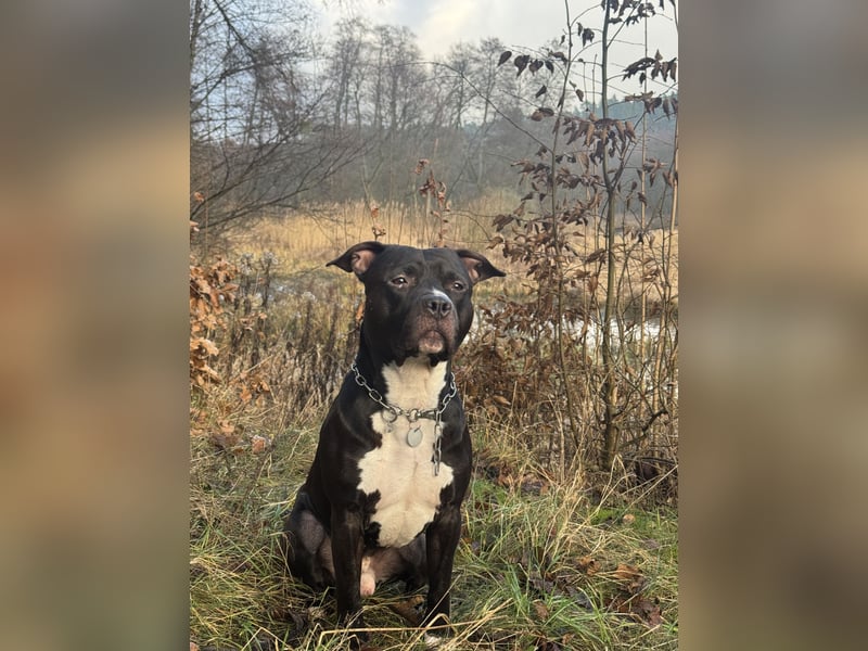 Staffordshire Bull Terrier Erfahrene Deckrüde