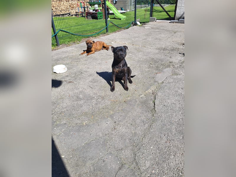 Staffordshire Bullterrier Rüde