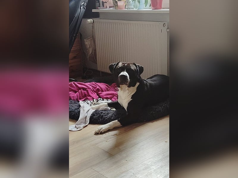 Askart sucht ein Zuhause (Vermittlungshilfe)