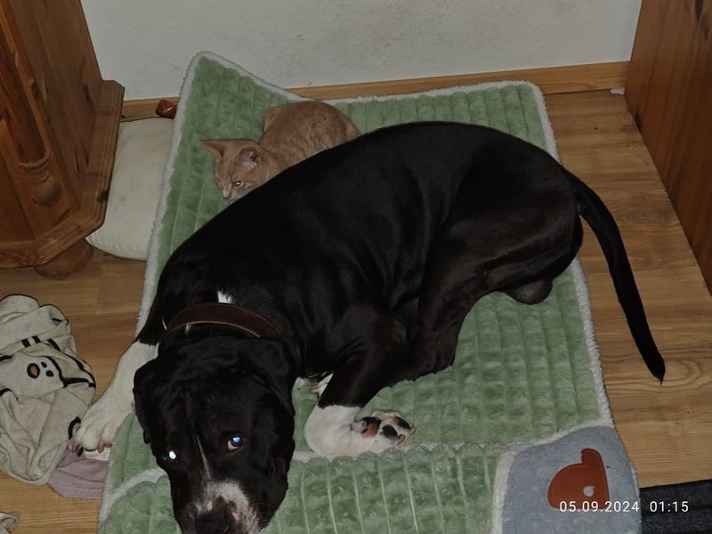 Askart sucht ein Zuhause (Vermittlungshilfe)
