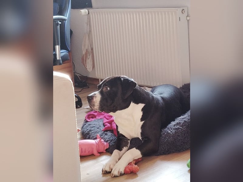 Askart sucht ein Zuhause (Vermittlungshilfe)