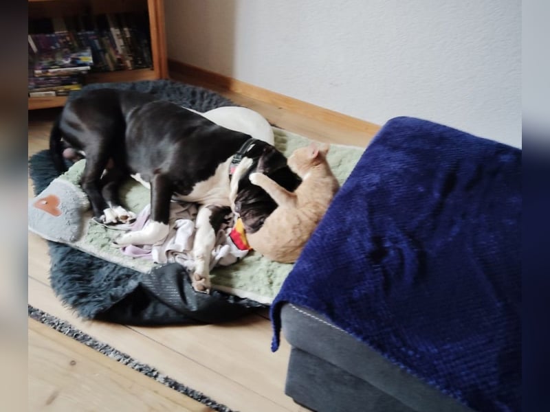Askart sucht ein Zuhause (Vermittlungshilfe)