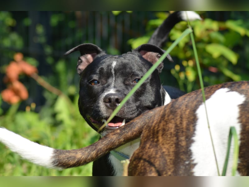 Staffordshire Bullterrier Deckrüde