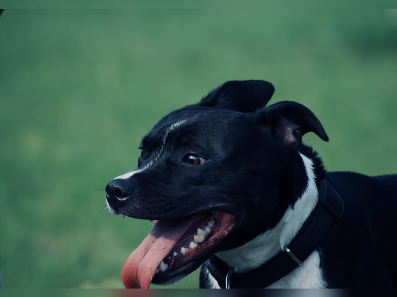 Staffordshire Bullterrier Deckrüde