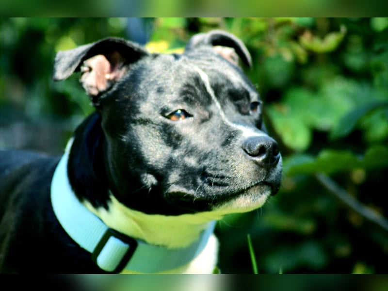 Staffordshire Bullterrier Deckrüde