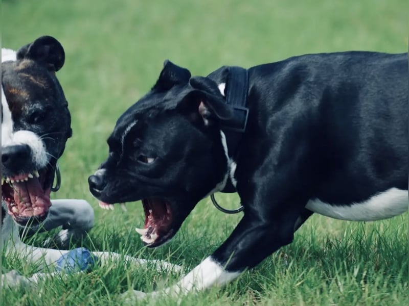 Staffordshire Bullterrier Deckrüde