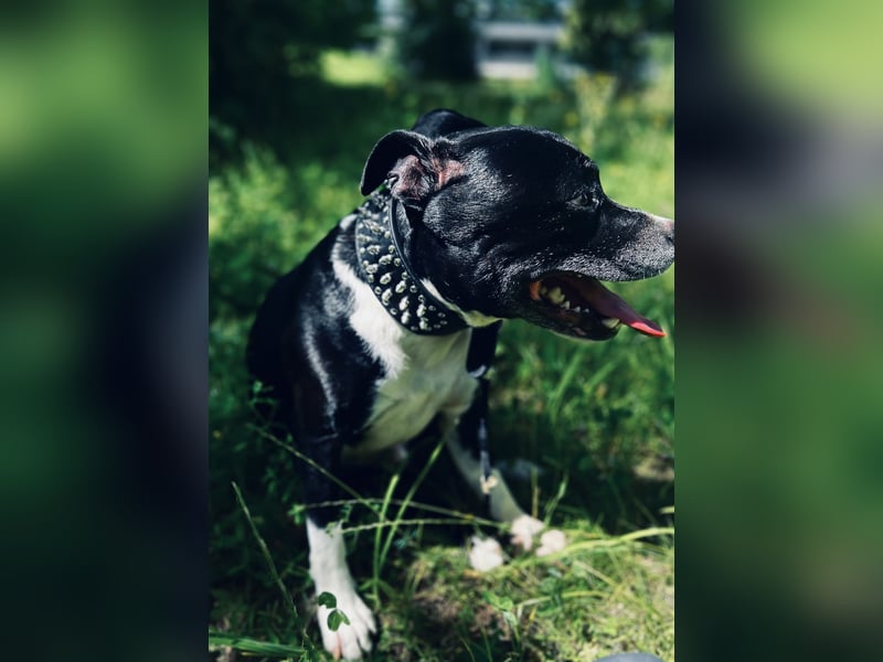 Staffordshire Bullterrier Deckrüde