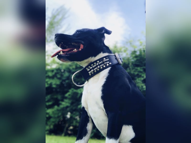 Staffordshire Bullterrier Deckrüde