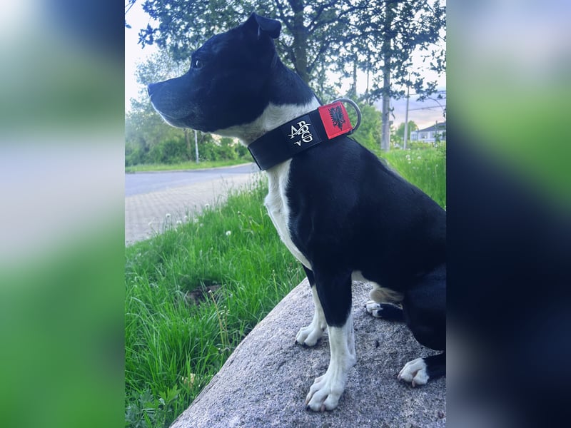 Staffordshire Bullterrier Deckrüde