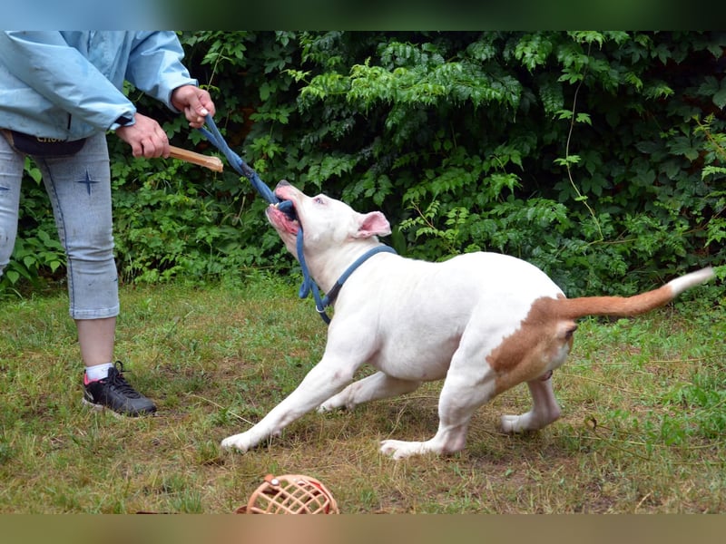 Murphy-DG, Dickkopf sucht Paten!