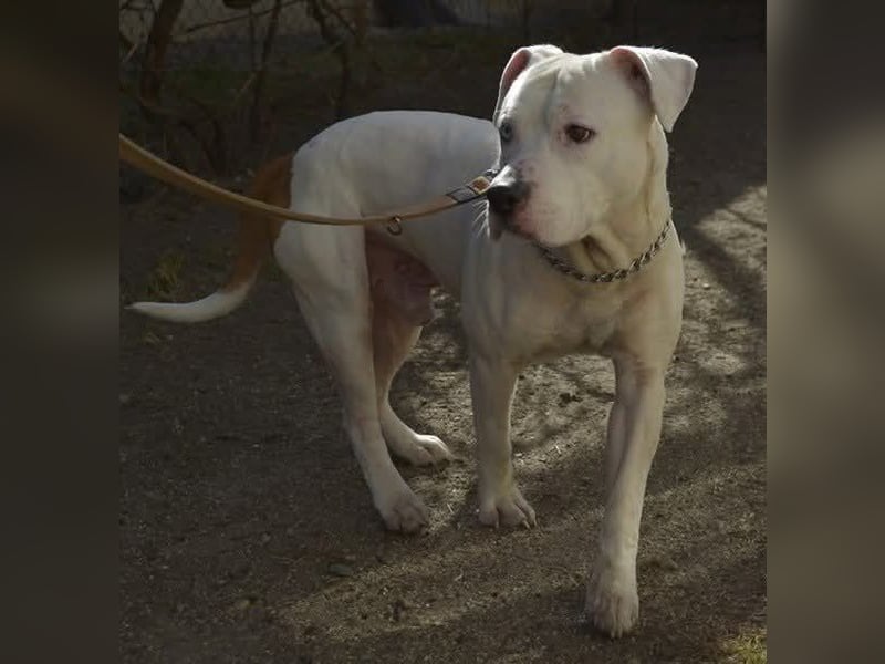 Murphy-DG, Dickkopf sucht Paten!