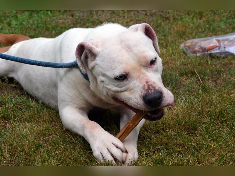 Murphy-DG, Dickkopf sucht Paten!